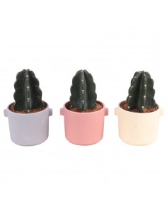 Cuddly Cactus senza spine