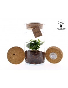 terrarium piant adel caffe