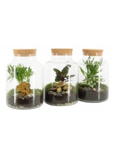 Terrarium Celine