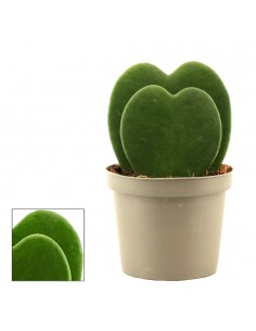 Hoya Kerrii | pianta con foglia a cuore