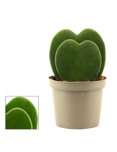 Hoya Kerrii | pianta con foglia a cuore