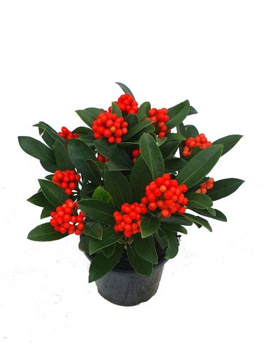 Skimmia japonica -Temptation-