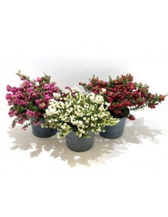 Pernettya - Gaultheria mucronata