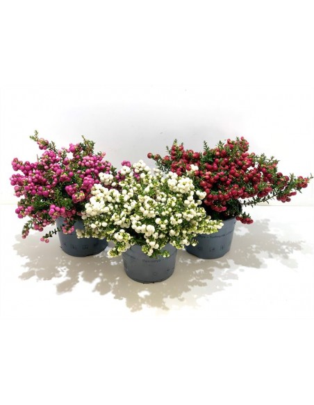 Pernettya - Gaultheria mucronata