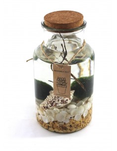 Marimo originale | Alga Giapponese