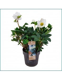 Rosa del Natale Helloborus