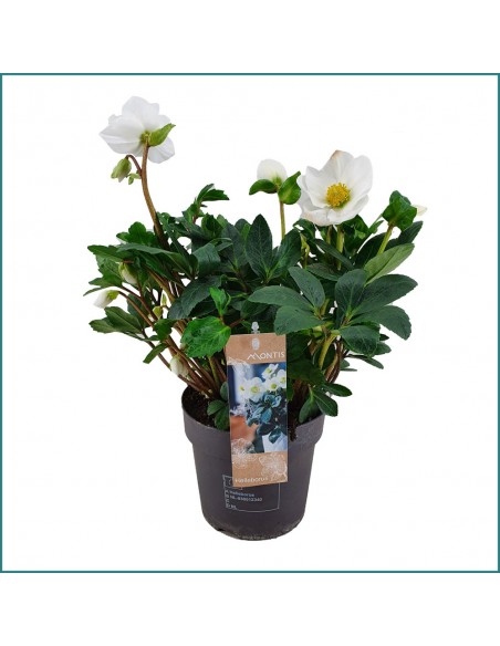 Rosa del Natale Helloborus