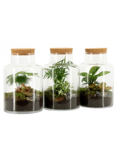 Terrarium Celine