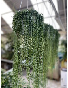 Senecio rowleyanus | Pianta del Rosario