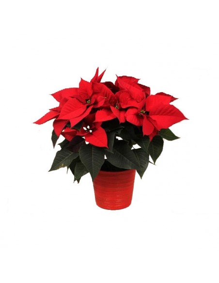 Euphorbia pulcherrima