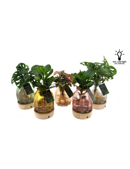 Idroponica HousePlant MIX-FLOLED