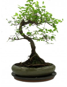 Zelkova | Olmo Giapponese