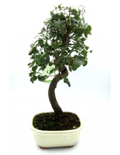 Bonsai Quercia da sughero