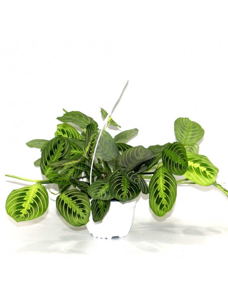 Maranta leuconeura Lemon Lime