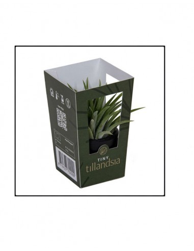Tillandsia Tiny | bomboniera viva