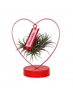 Tillandsia Love