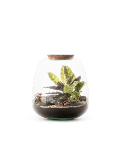 Terrarium Moly L