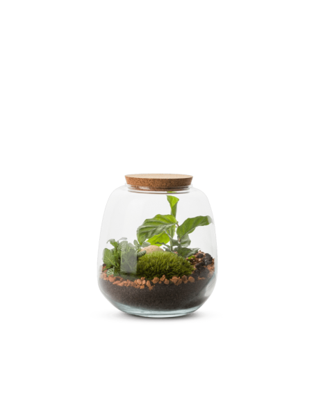 Terrarium Moly cotta M