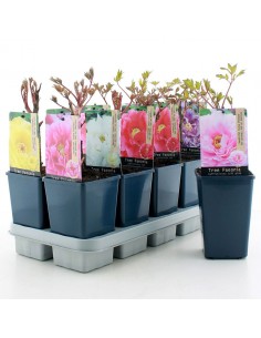 Peonia suffruticosa | Peonia arbustiva