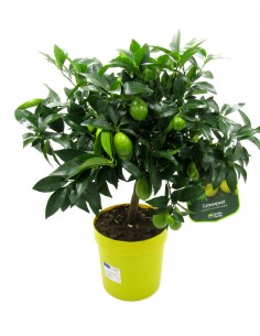 Pianta di  Limequat