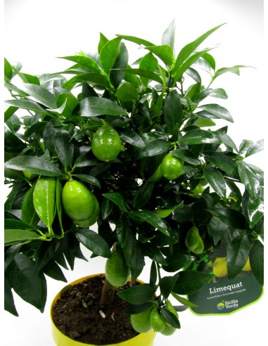 Pianta di  Limequat