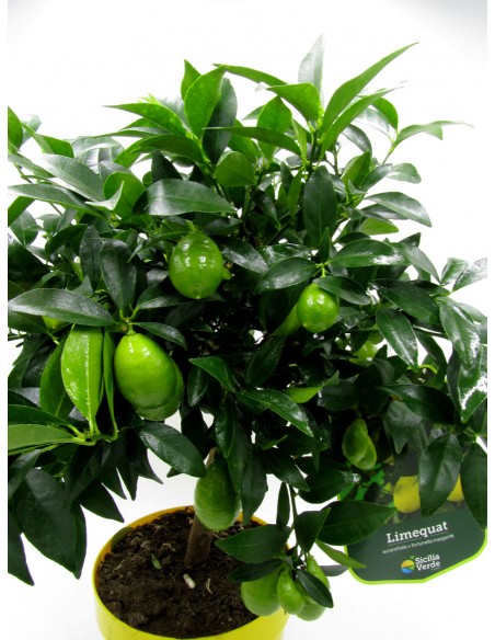 Limequat (Lemonquat) | Agrume Lime e Kumquat