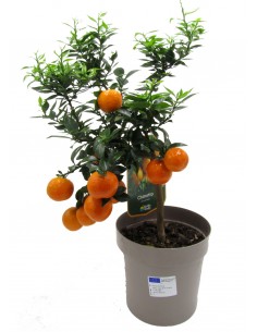 Chinotto (Citrus Myrtifolia)