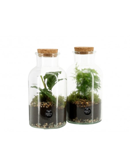 Piccolo Terrarium in vetro