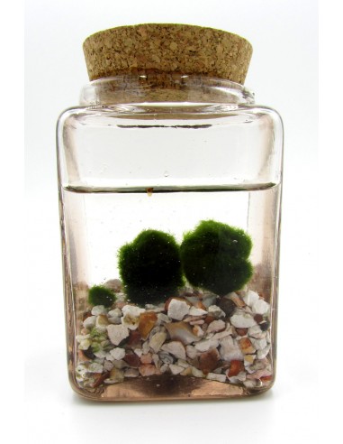 2 sfere di  Marimo x bomboniera Alga Giapponese