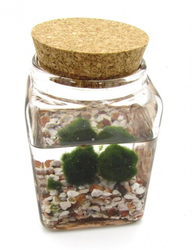 2 sfere di  Marimo x bomboniera Alga Giapponese