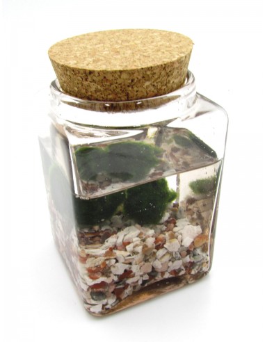 2 sfere di  Marimo x bomboniera Alga Giapponese