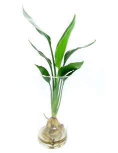 Pianta di Strelitzia IDROPONICA