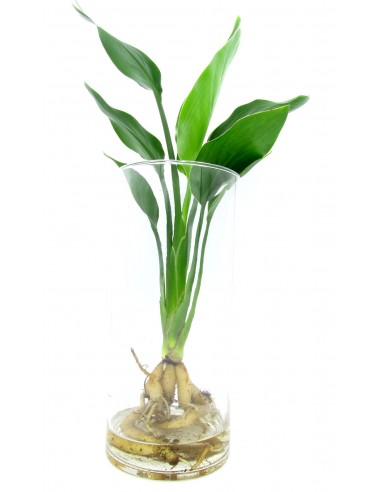 Pianta di Strelitzia IDROPONICA