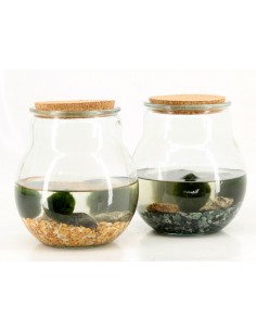 Ampolla Alga Marimo 3 sfere