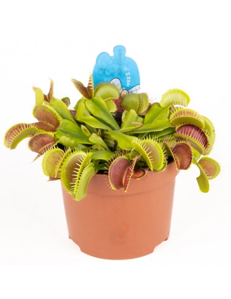 Dionaea Muscipula Carnivora Acchiappamosche