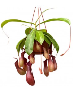 Nepenthes alata