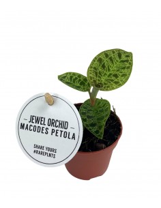 Macodes petola | ORCHIDEA GIOIELLO