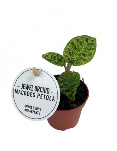 Macodes petola | ORCHIDEA GIOIELLO
