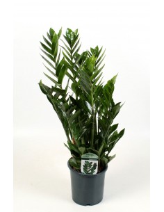 Zamioculcas zamiifolia Ø17