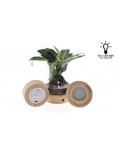 Philodendron Idroponica White Wave