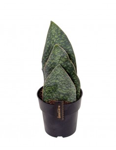 Sansevieria foglie grandi verdi