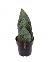 Sansevieria foglie grandi verdi