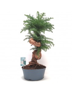 Bonsai di Araucaria