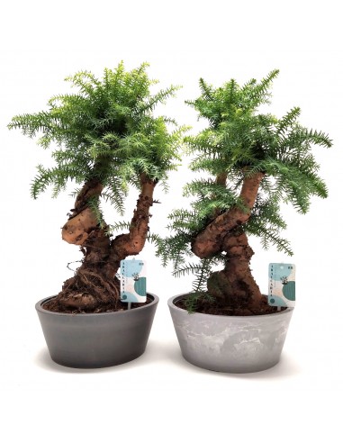 Bonsai di Araucaria Cunninghamii