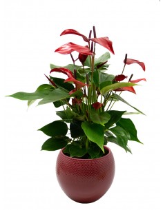 Anthurium Banderola Lava