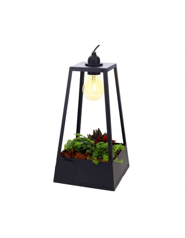 Lampada terrario piante d'appartamento verdi