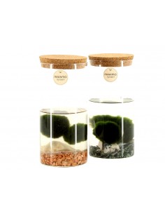 marimo 2 sfere