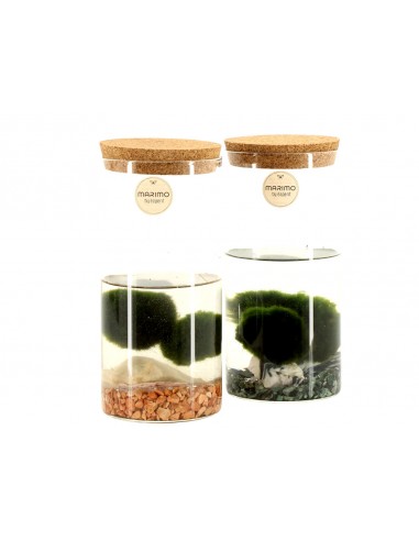 marimo 2 sfere