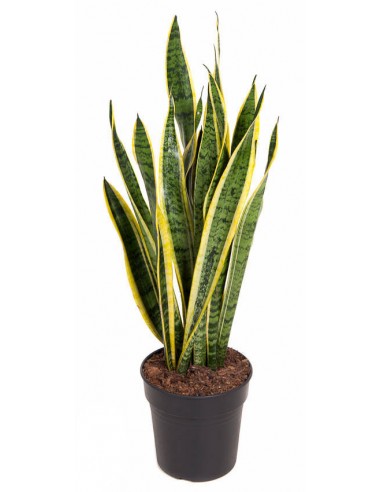 Sansevieria trifasciata v.17
