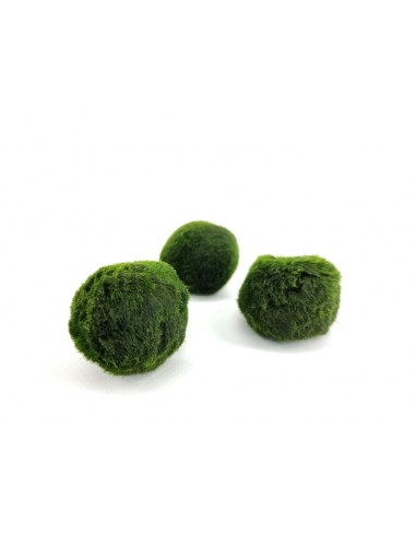 Marimo singolo | alga palla giapponese